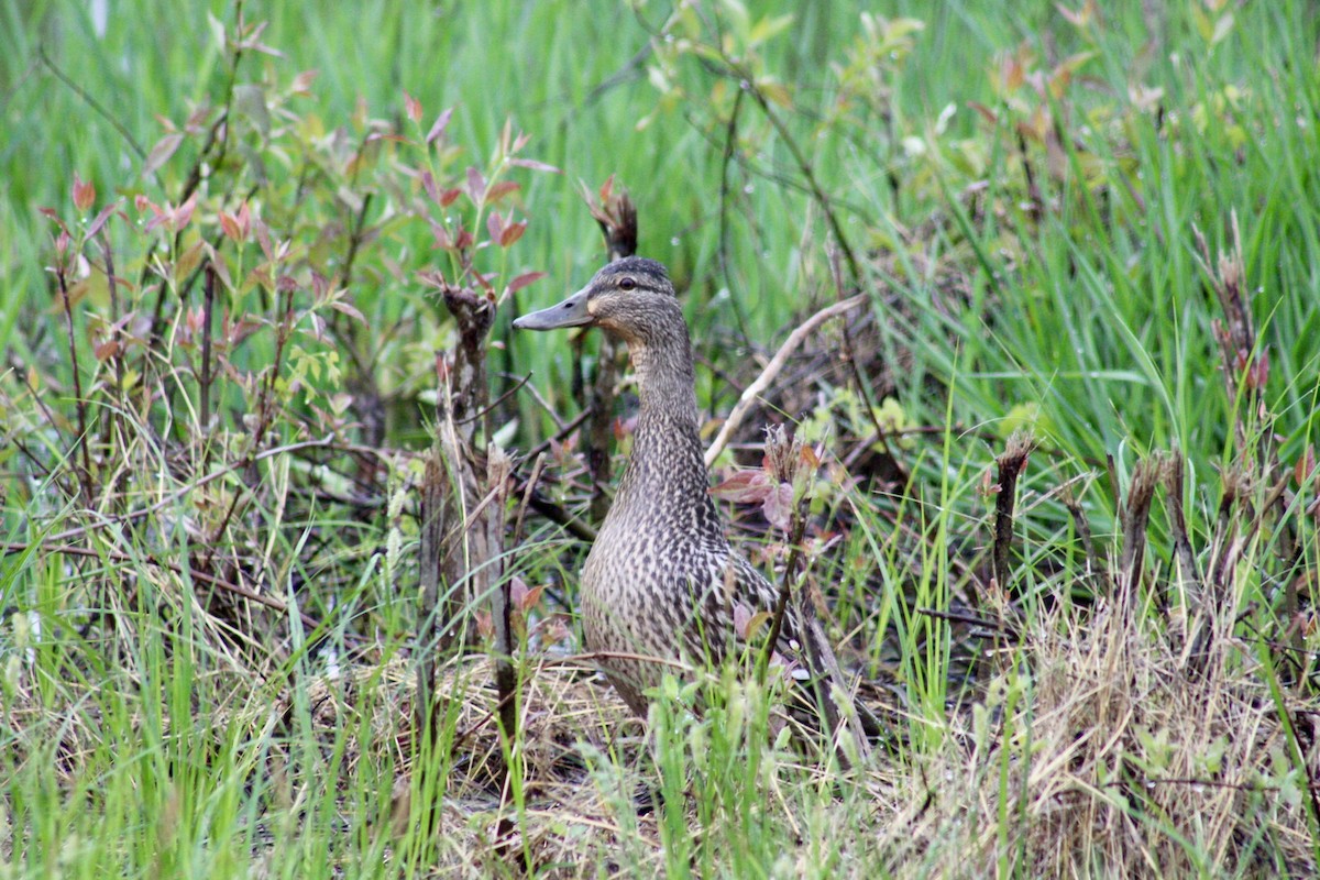 Mallard - ML618530478