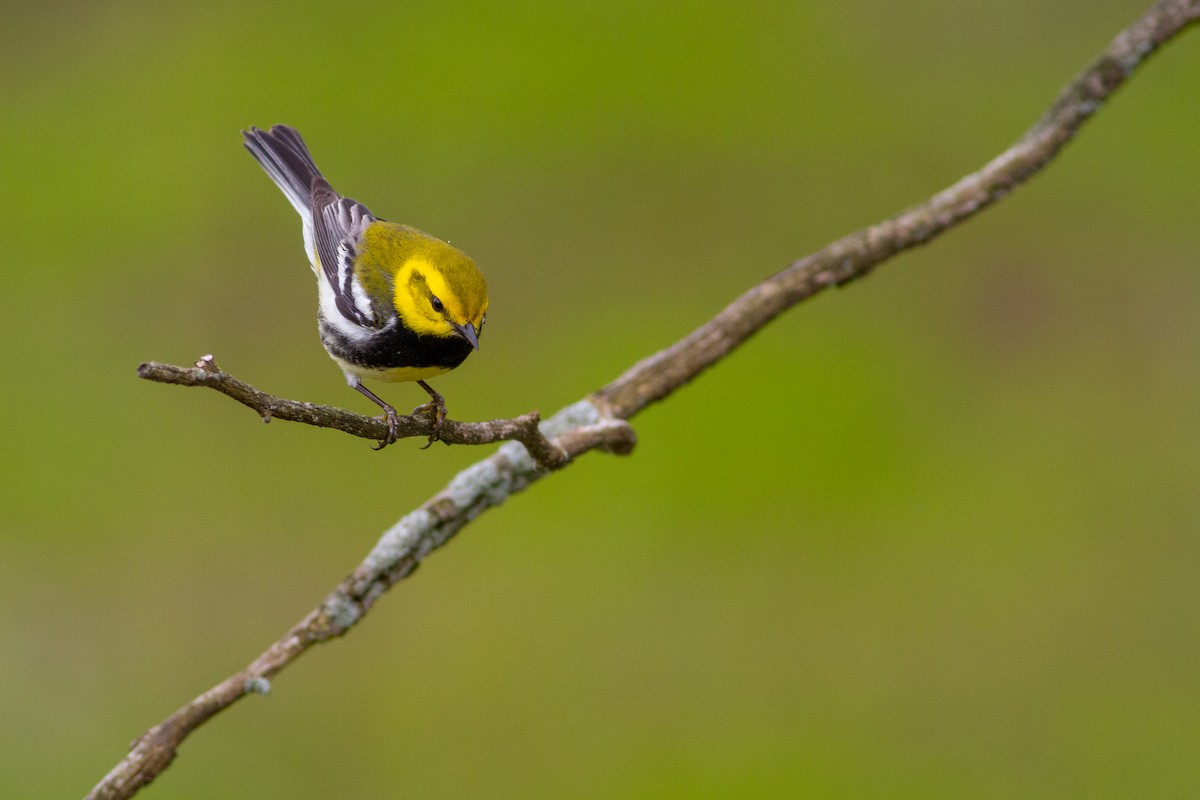 Black-throated Green Warbler - Adam Sell