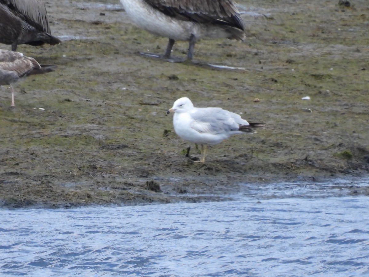 Ring-billed Gull - ML618530514