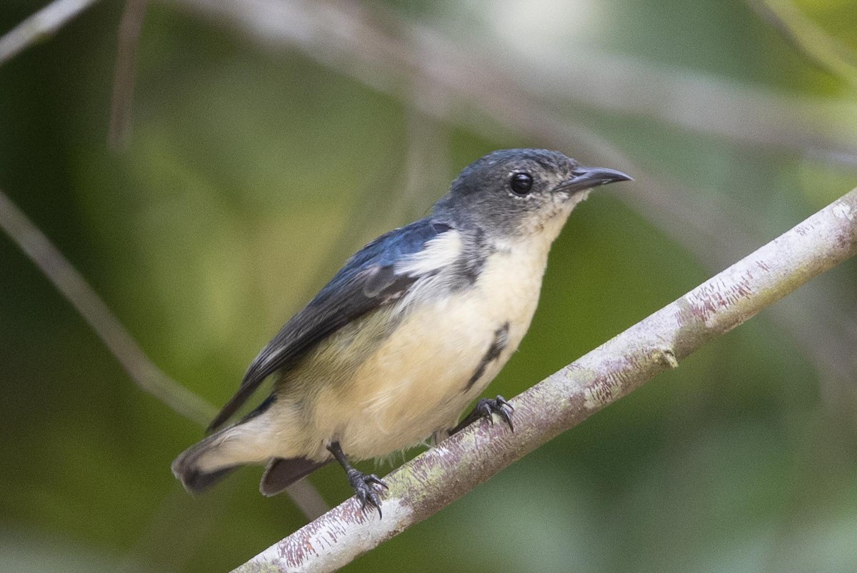 Cambodian Flowerpecker - ML618530516