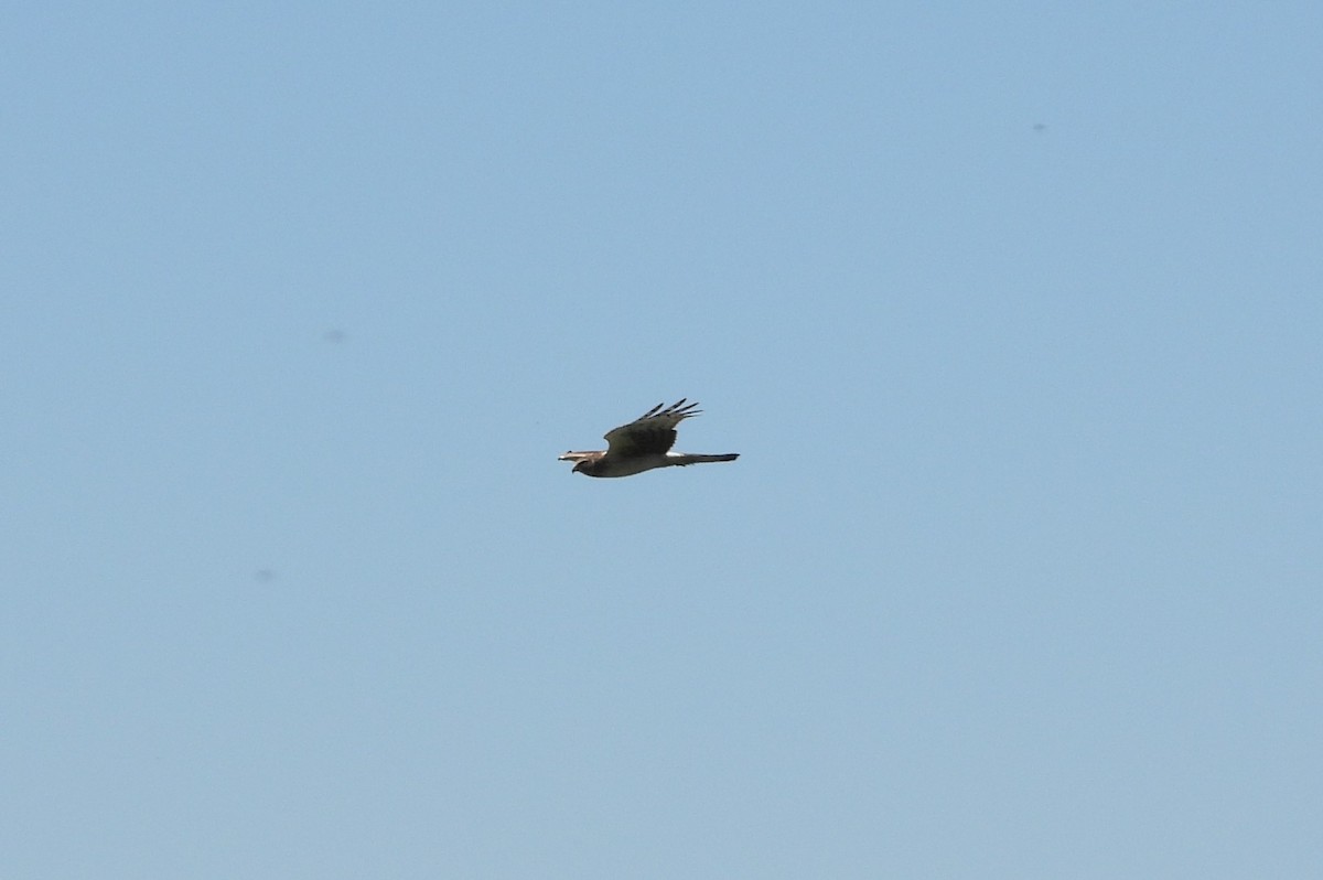 Northern Harrier - ML618530526