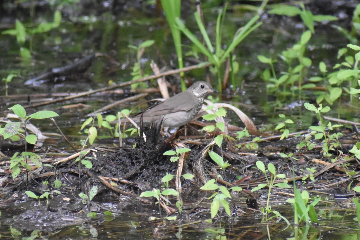 Gray-cheeked Thrush - Claire H