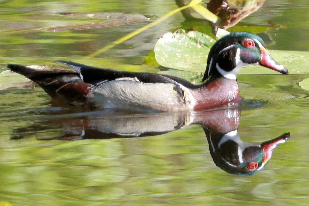 Wood Duck - ML618530575