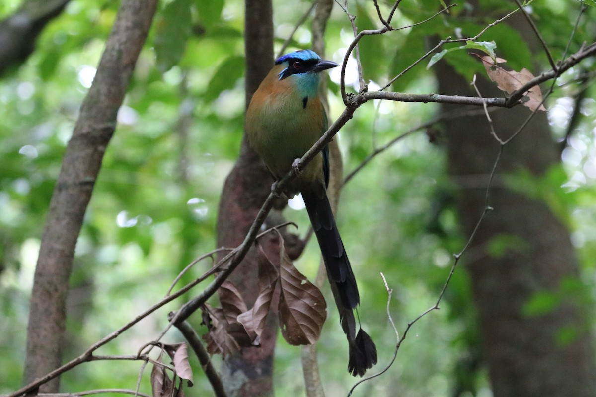 diademmotmot - ML618530579