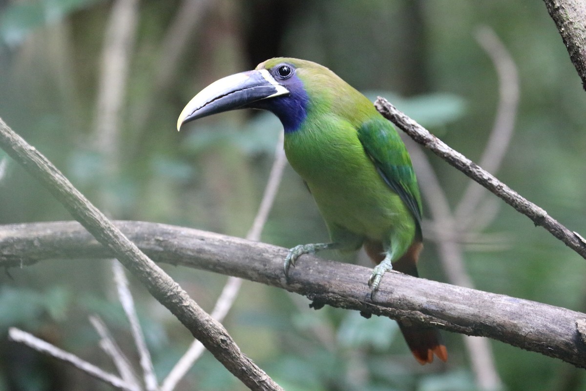 Northern Emerald-Toucanet - ML618530588