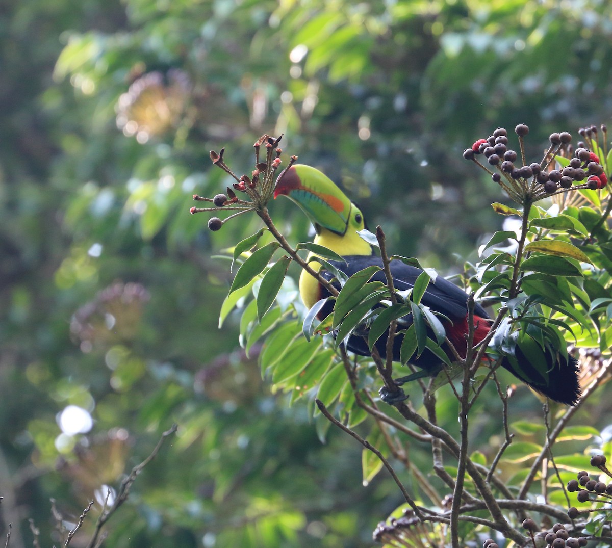 Keel-billed Toucan - Braden Collard