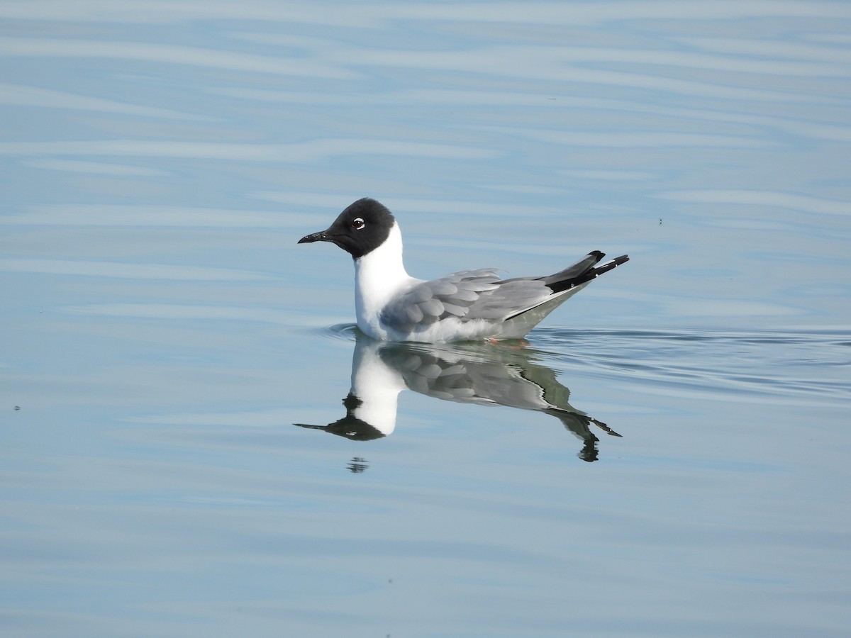 Bonaparte's Gull - ML618530603