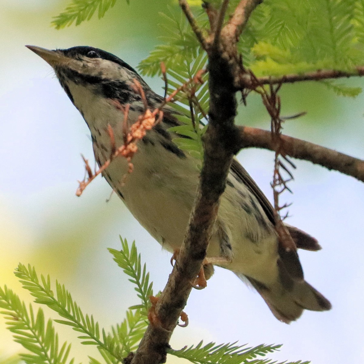 Streifenwaldsänger - ML618530605