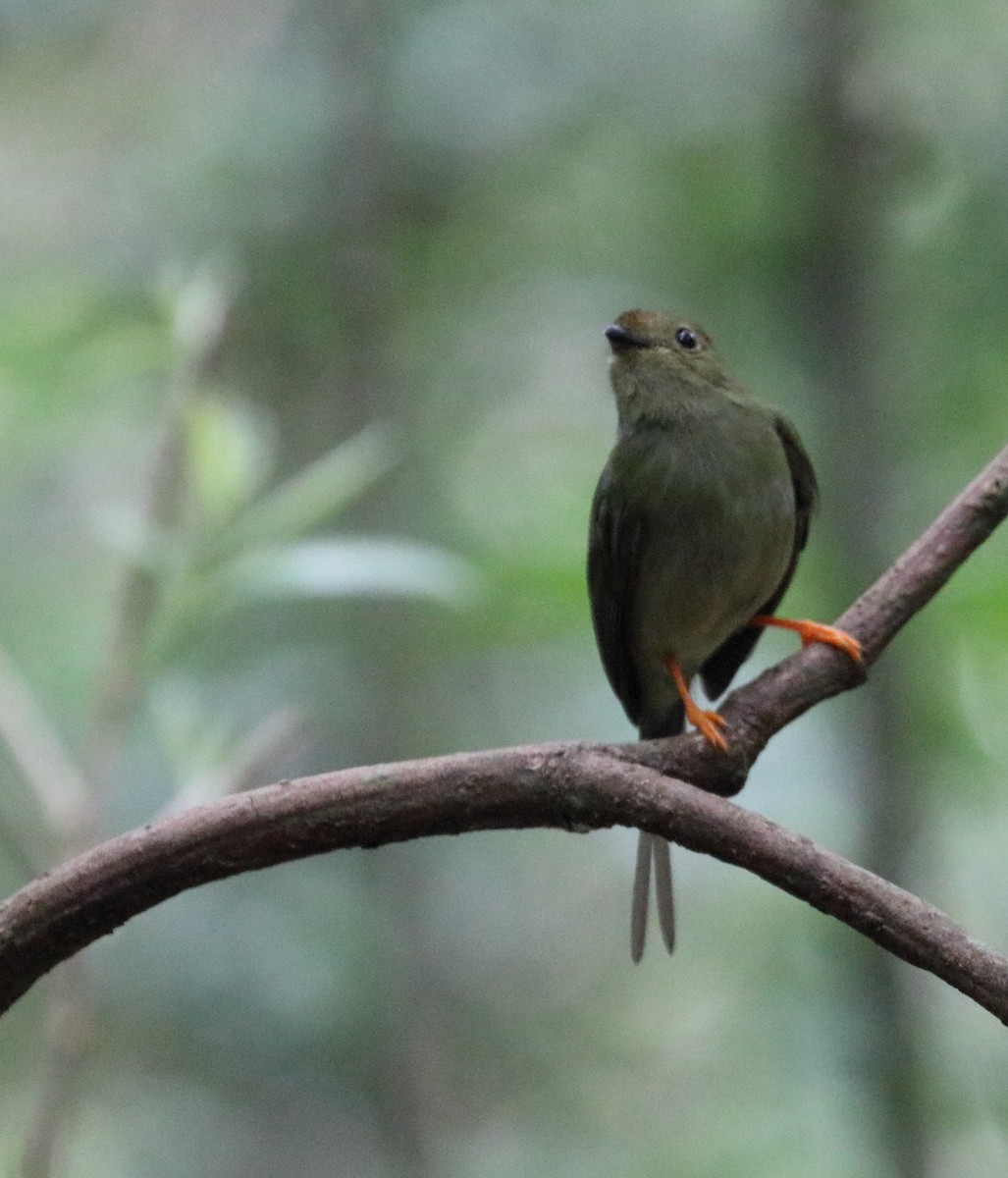 Long-tailed Manakin - Braden Collard