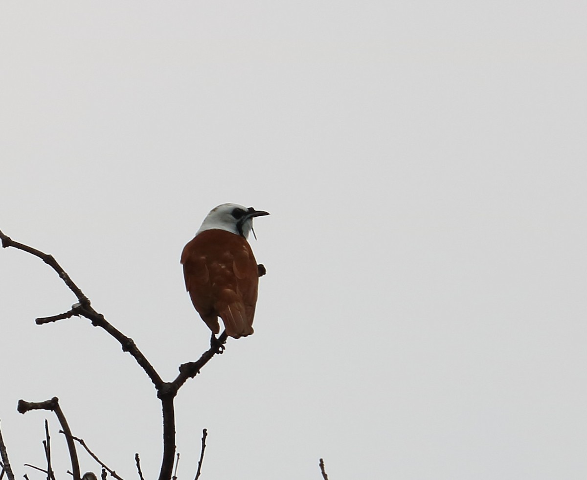 Three-wattled Bellbird - ML618530612