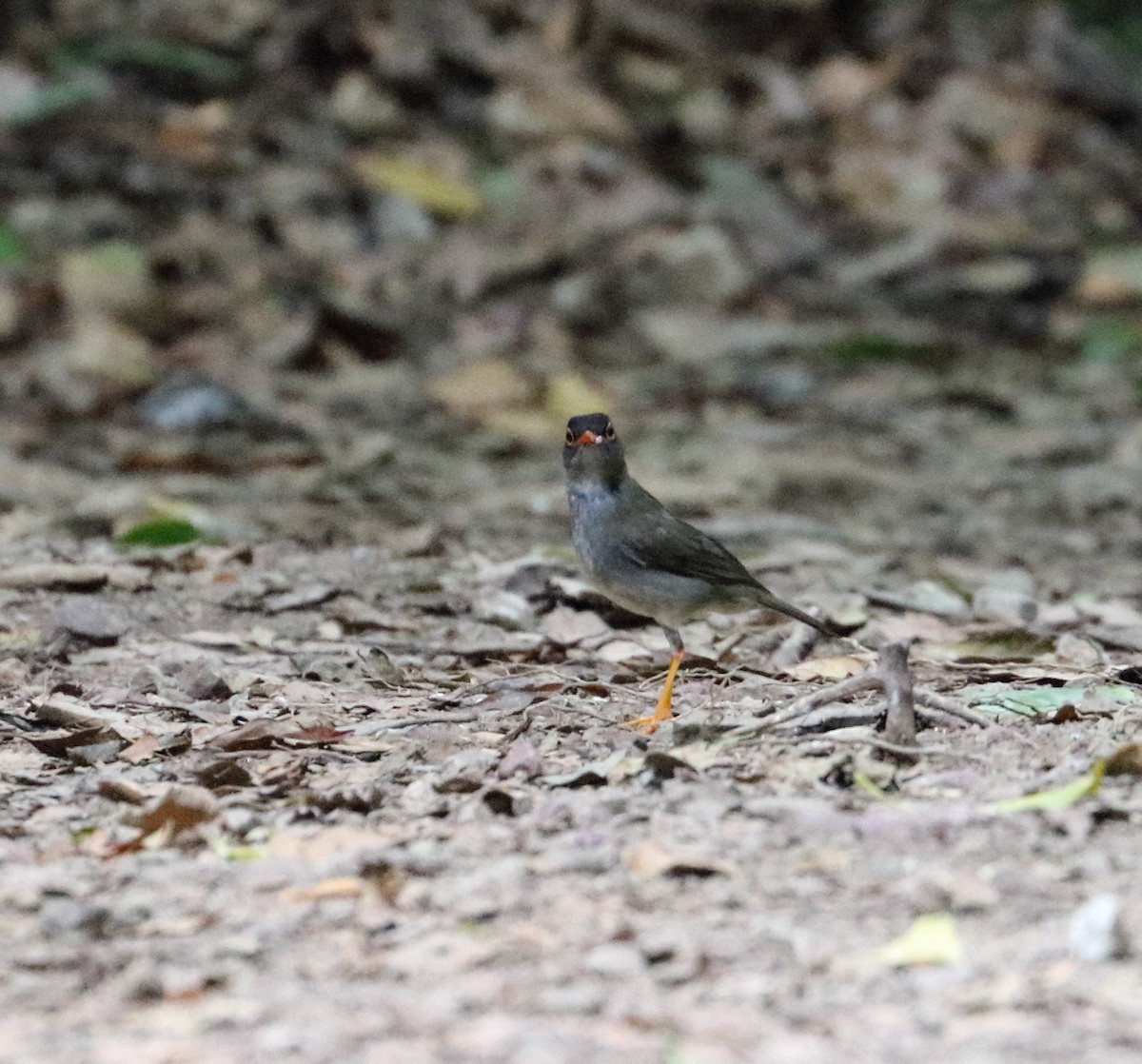 Black-headed Nightingale-Thrush - ML618530629