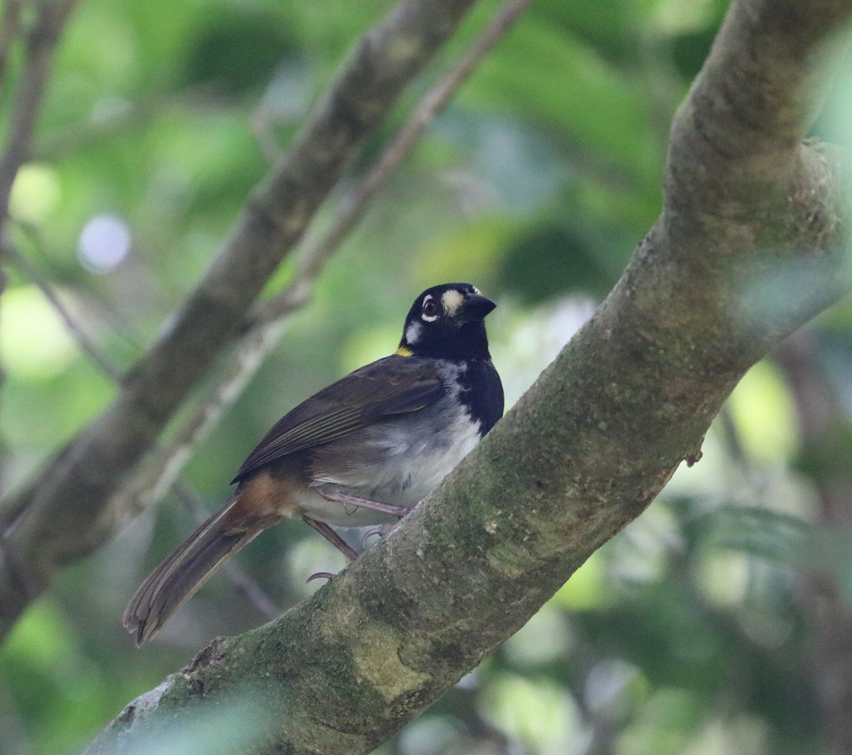 White-eared Ground-Sparrow - ML618530636