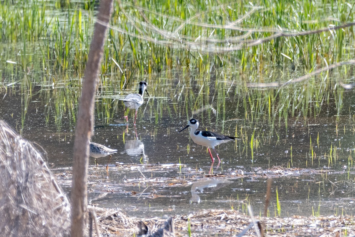 Black-necked Stilt - ML618530640