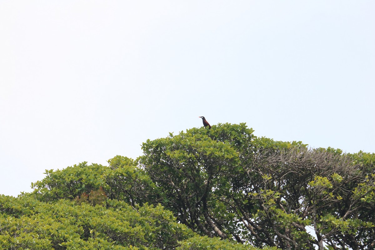 Montezuma Oropendola - ML618530644