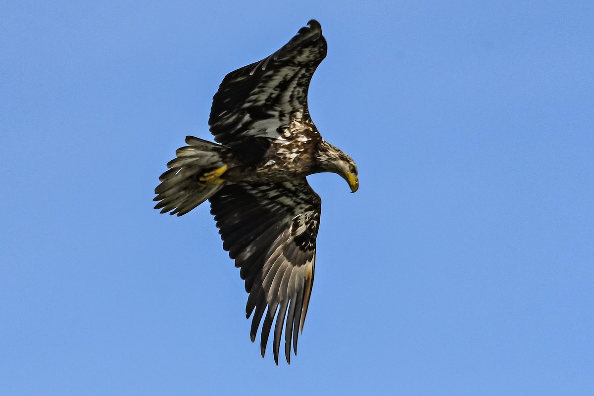 Bald Eagle - ML618530668