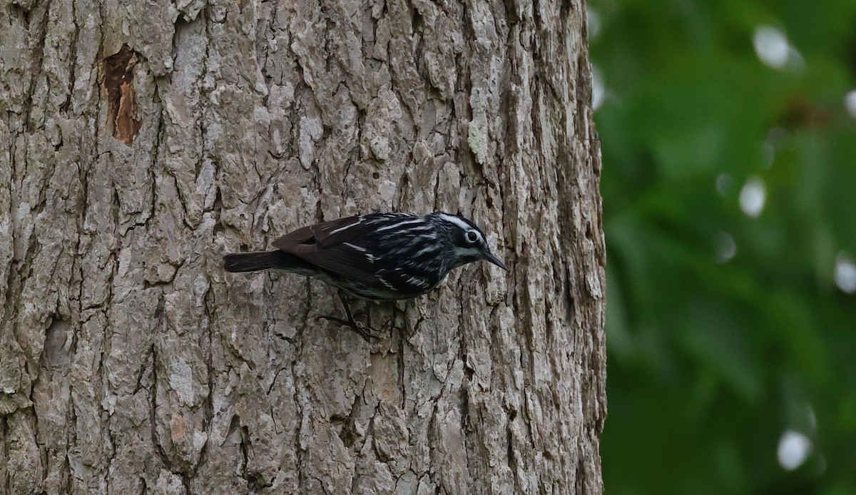 Black-and-white Warbler - Jeff Holmes