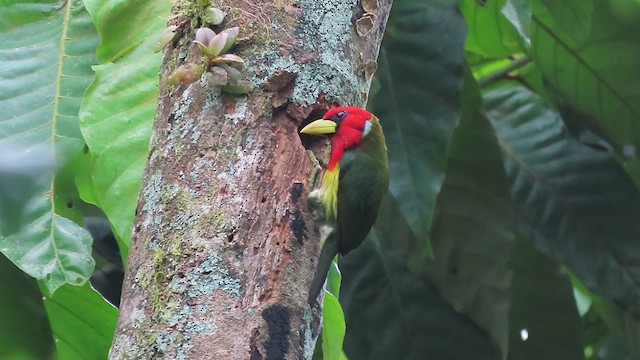 Red-headed Barbet - ML618530672