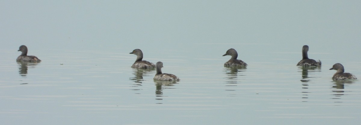 Least Grebe - Manuel Pérez R.