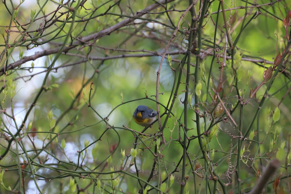 Northern Parula - T Remy