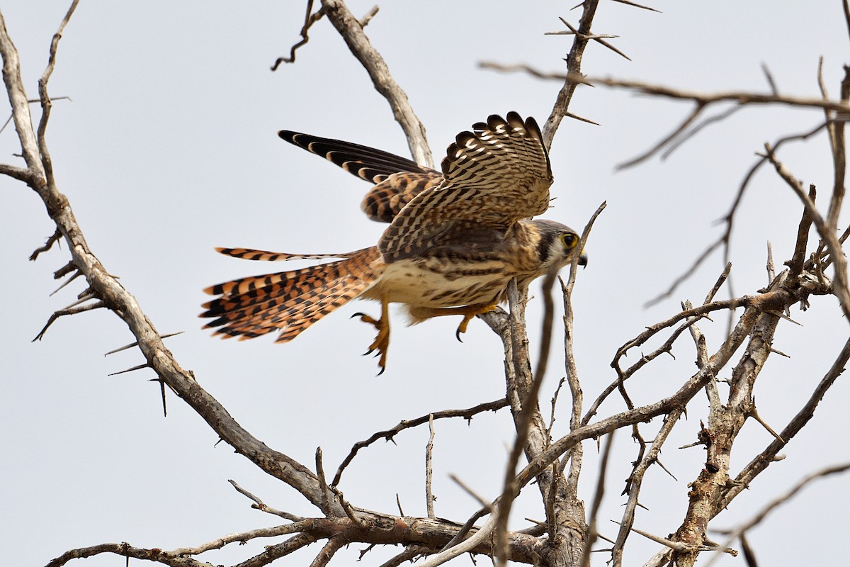 American Kestrel - ML618530753