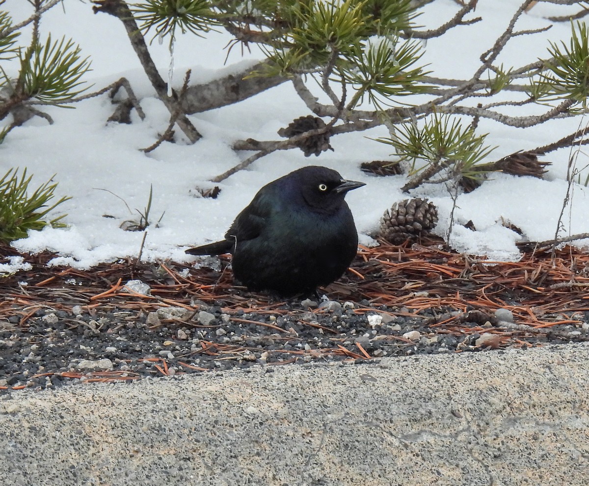 Brewer's Blackbird - ML618530761