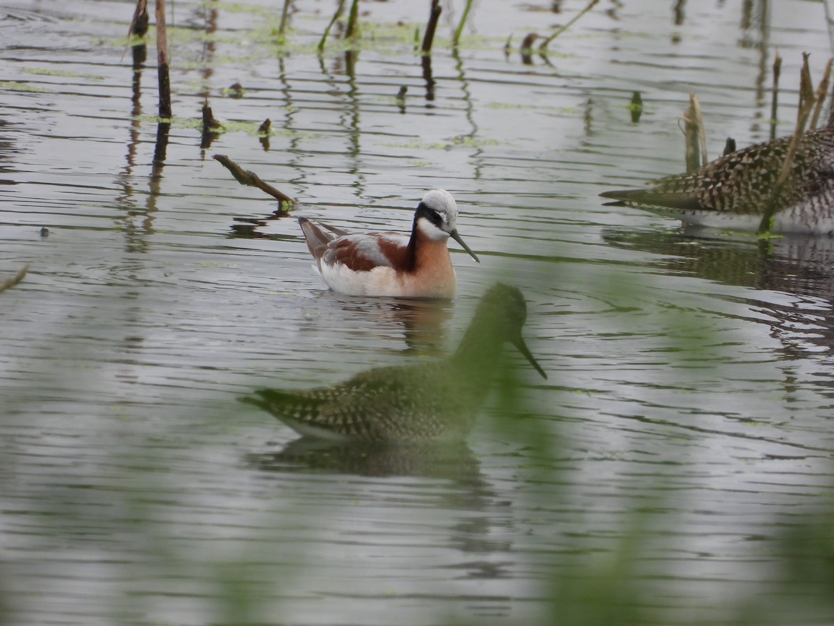 Wilson's Phalarope - ML618530771