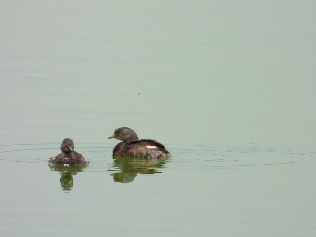 Least Grebe - ML618530788