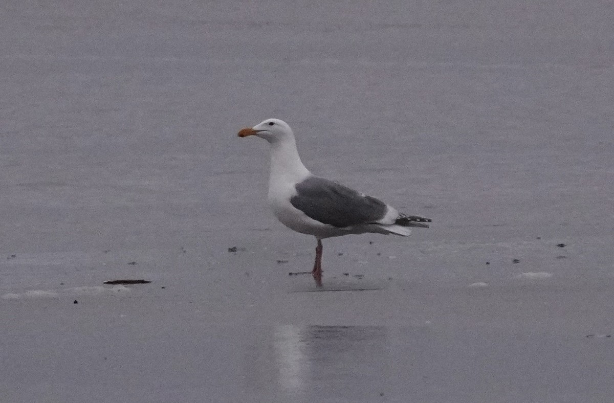 Goéland d'Audubon ou G. à ailes grises - ML618530833