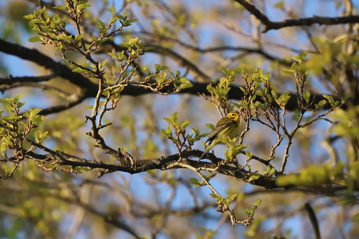 Prairie Warbler - ML618530841