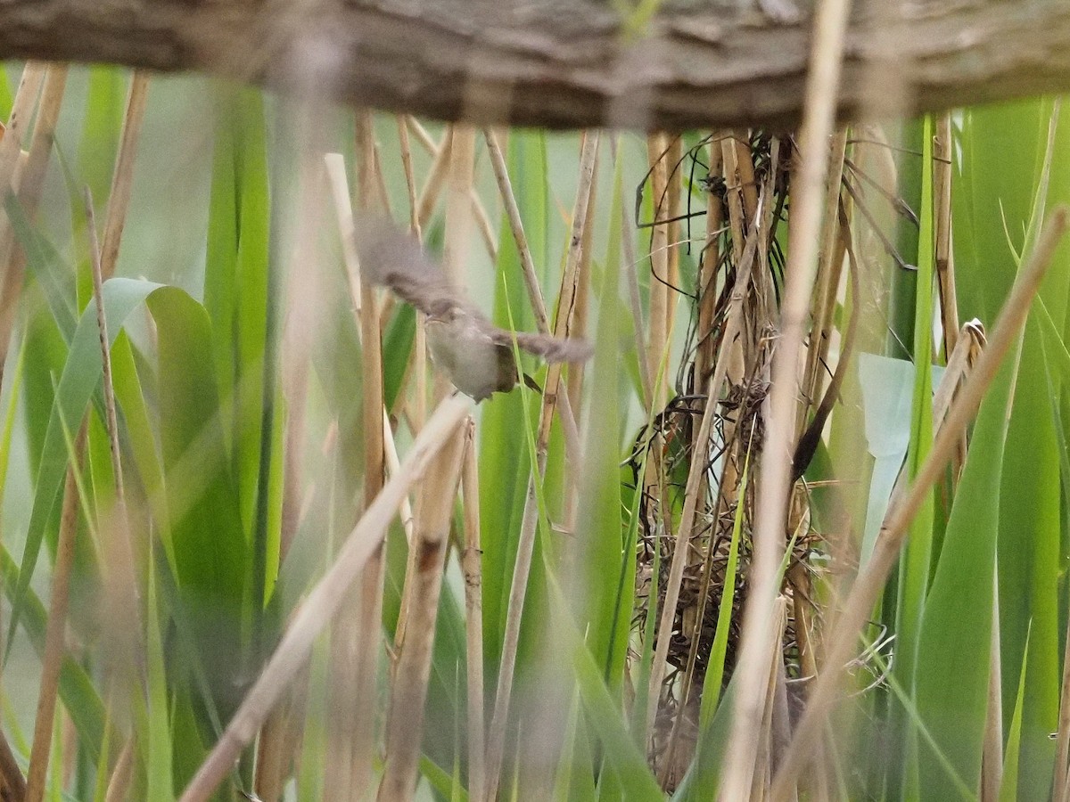 Marsh Wren - Bill Kunze