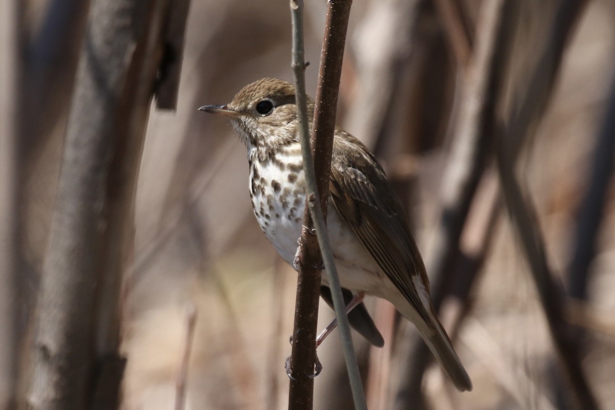 Hermit Thrush - Otto Mayer