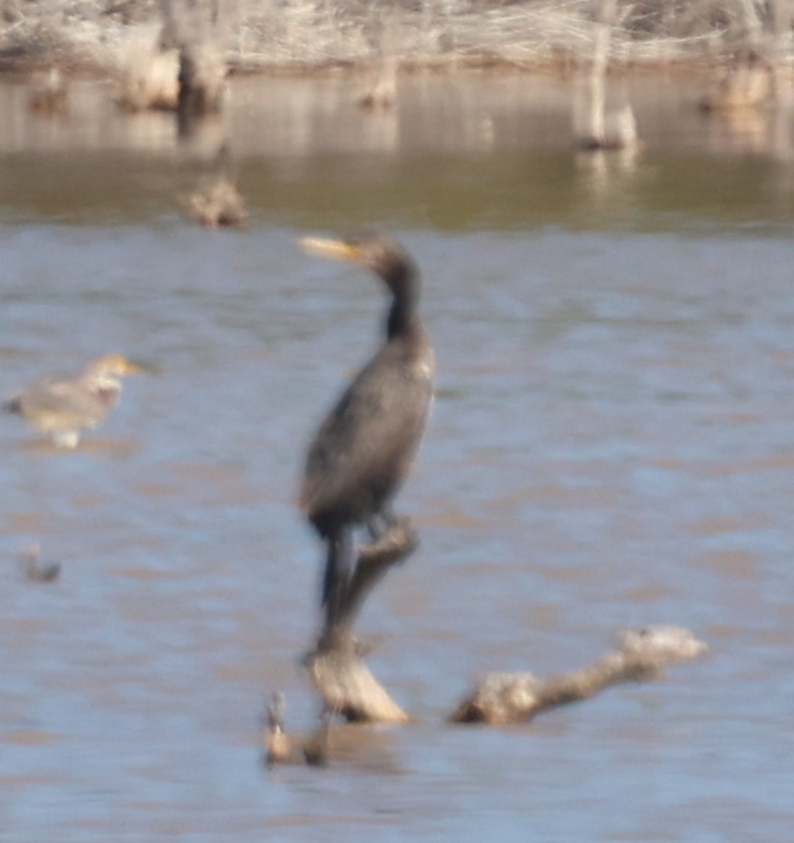 Neotropic Cormorant - Tomas Kay