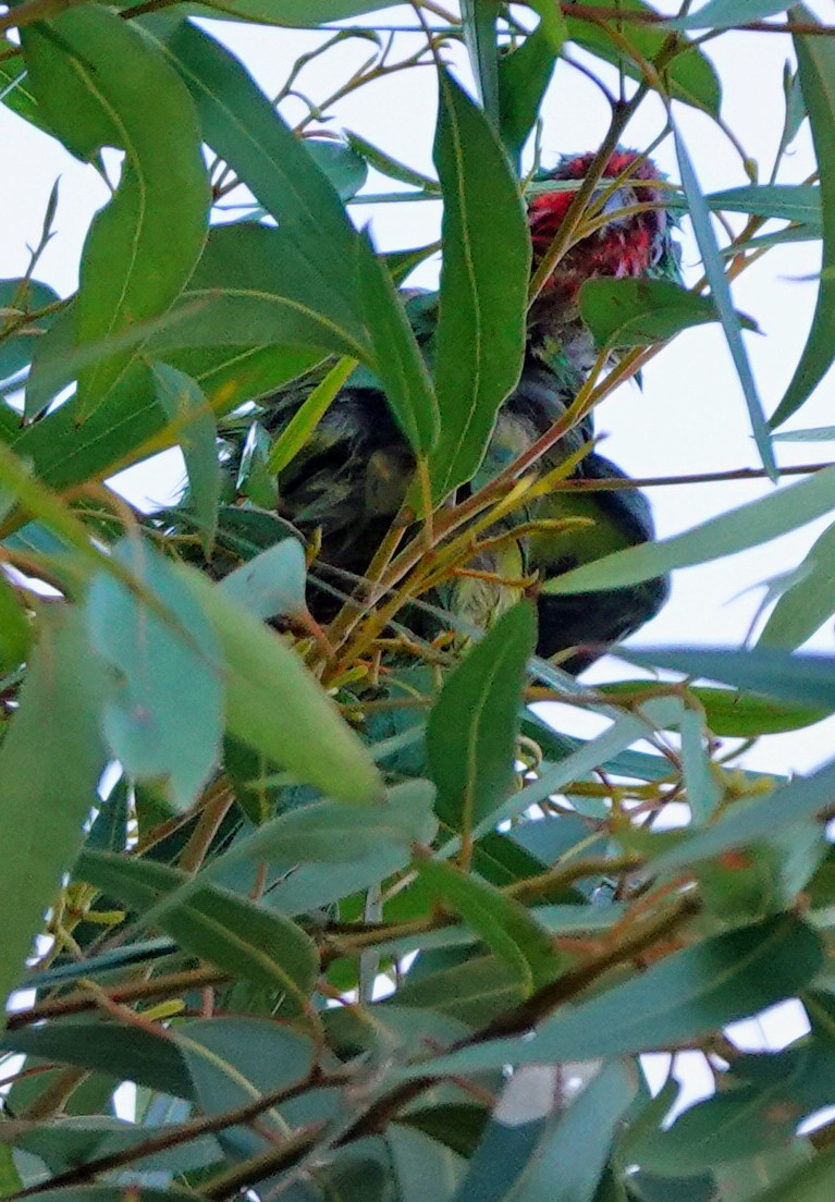 Little Lorikeet - Russell Scott