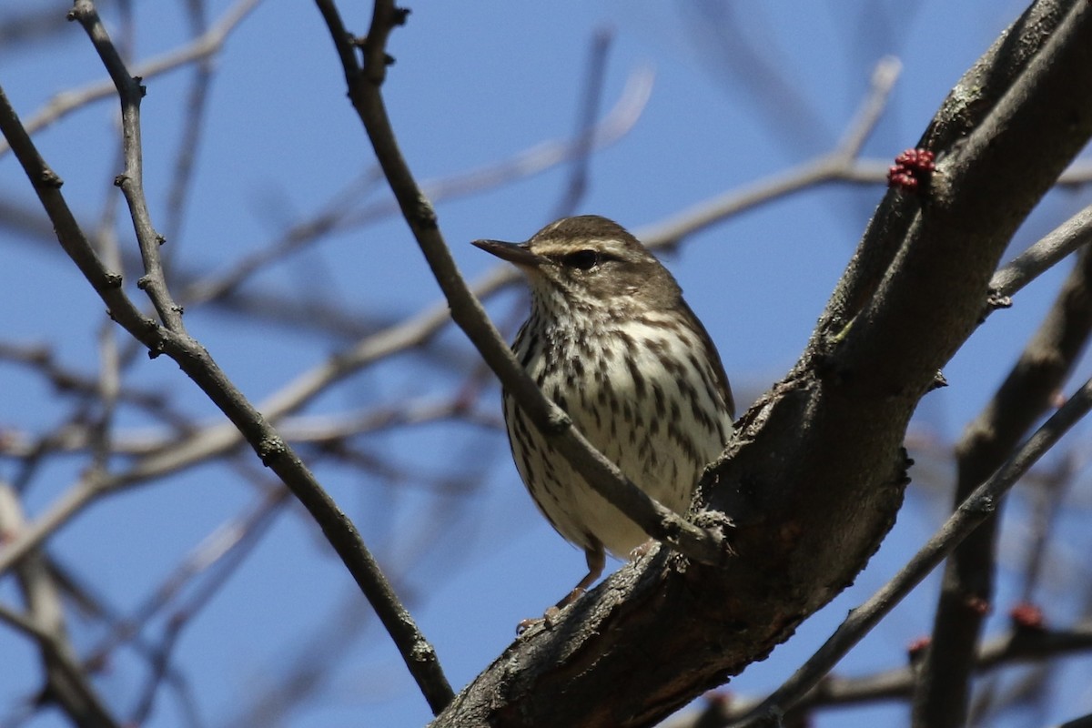 Northern Waterthrush - Otto Mayer