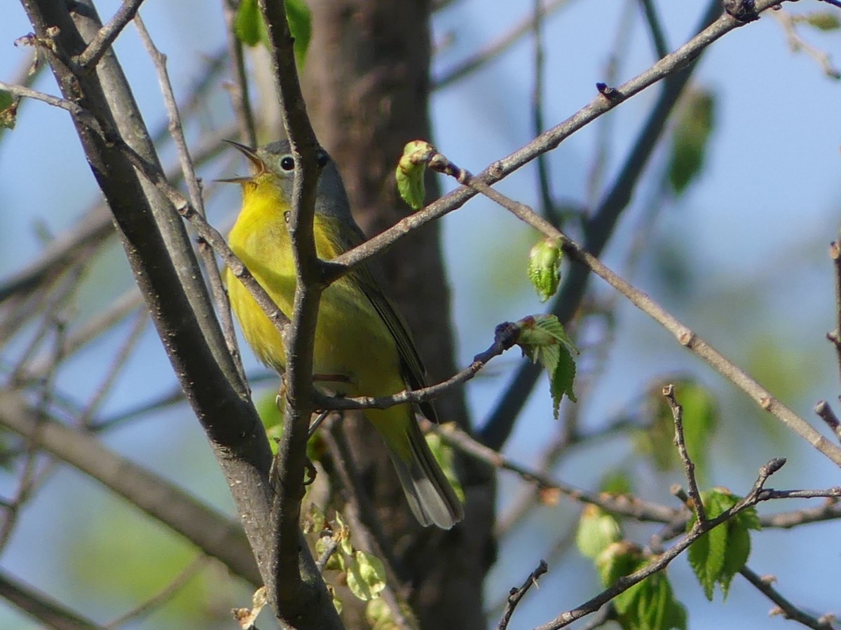 Nashville Warbler - ML618530987