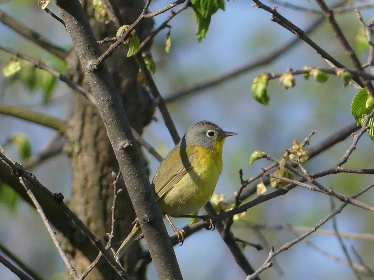 Nashville Warbler - Valerie Cid