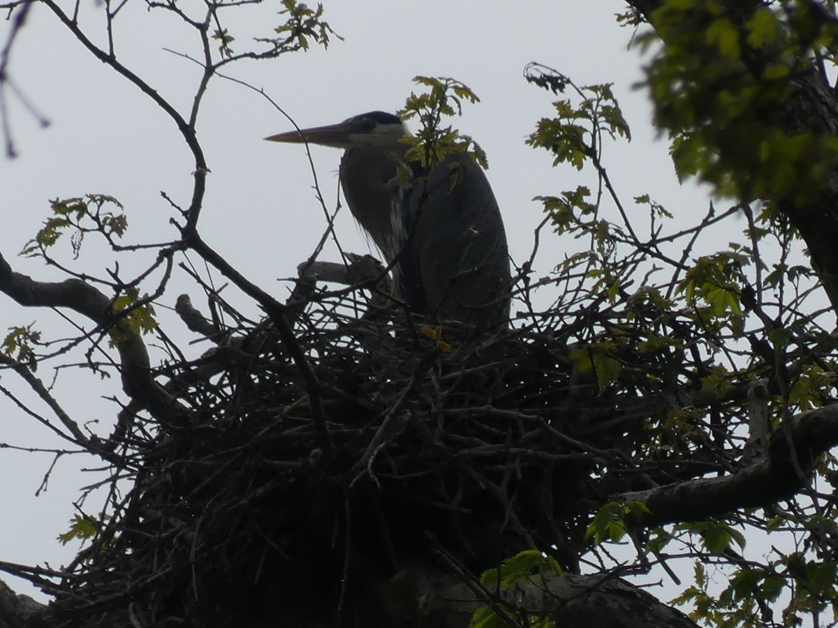 Great Blue Heron - ML618531055