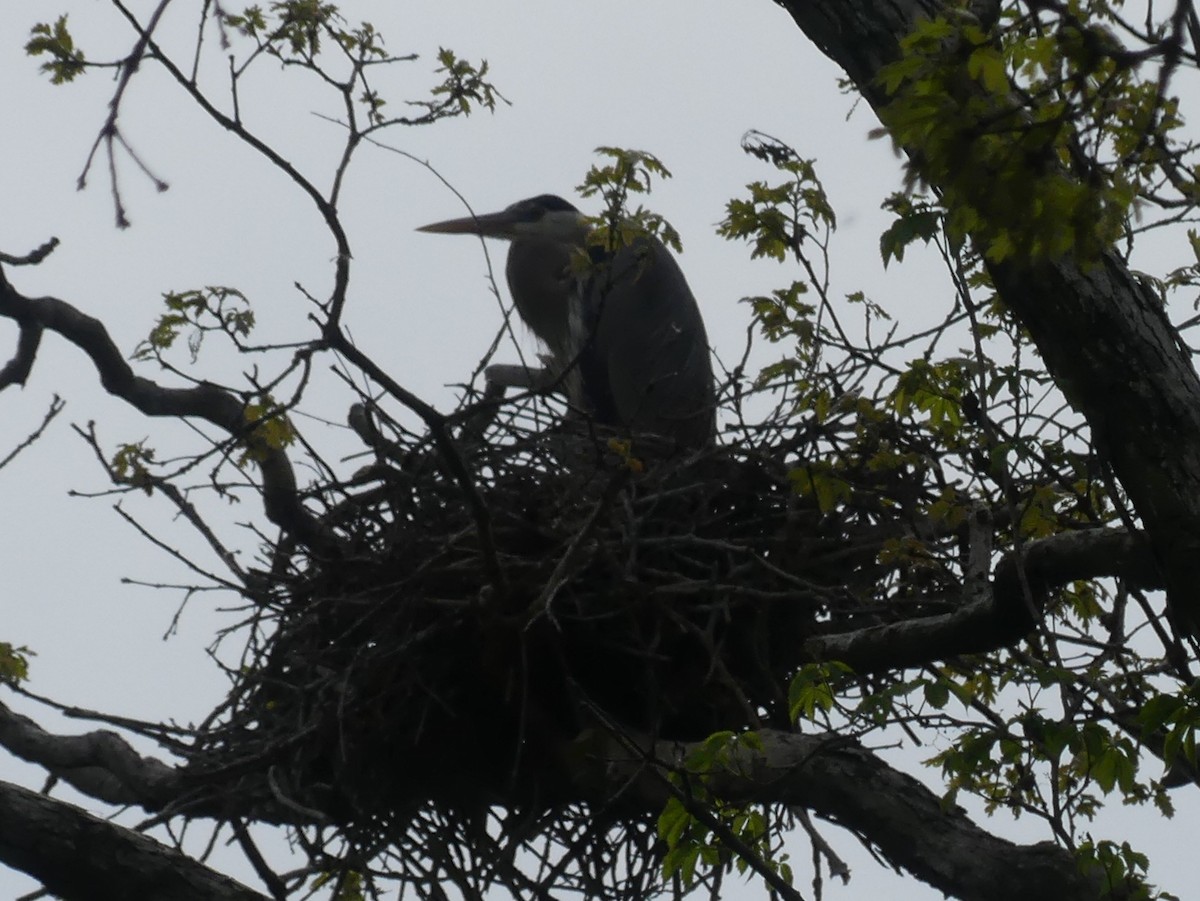 Great Blue Heron - ML618531056