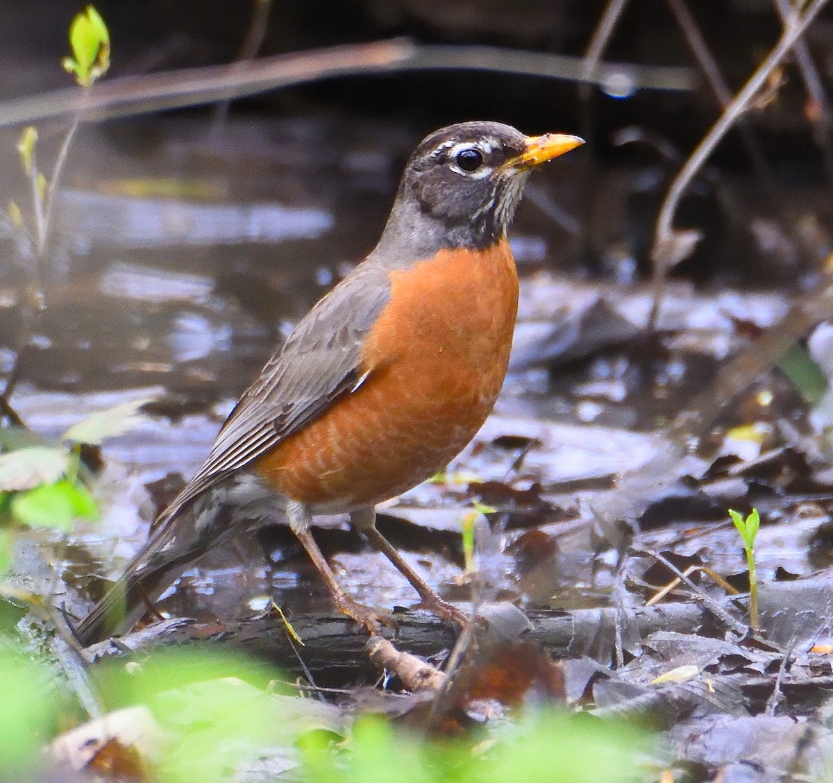 American Robin - ML618531062