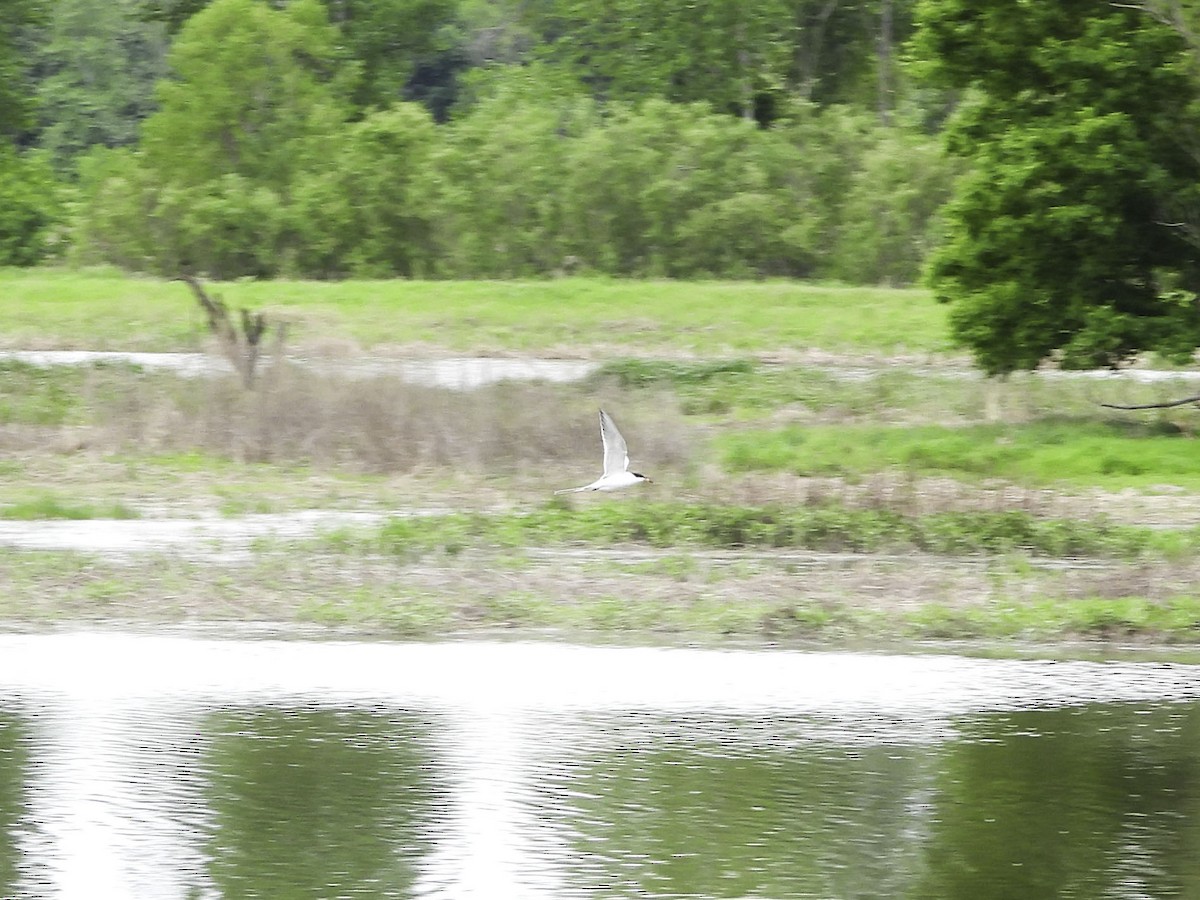 Forster's Tern - ML618531068