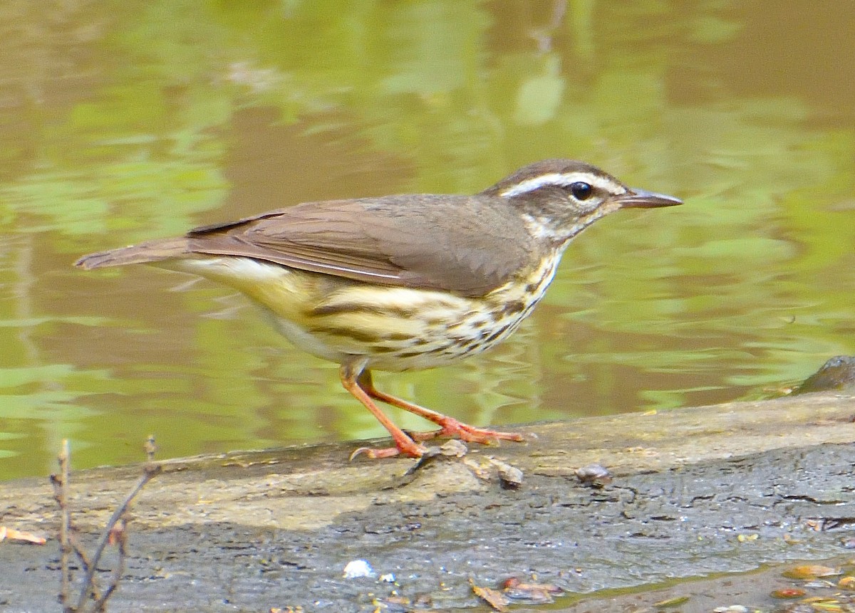 Louisiana Waterthrush - ML618531074