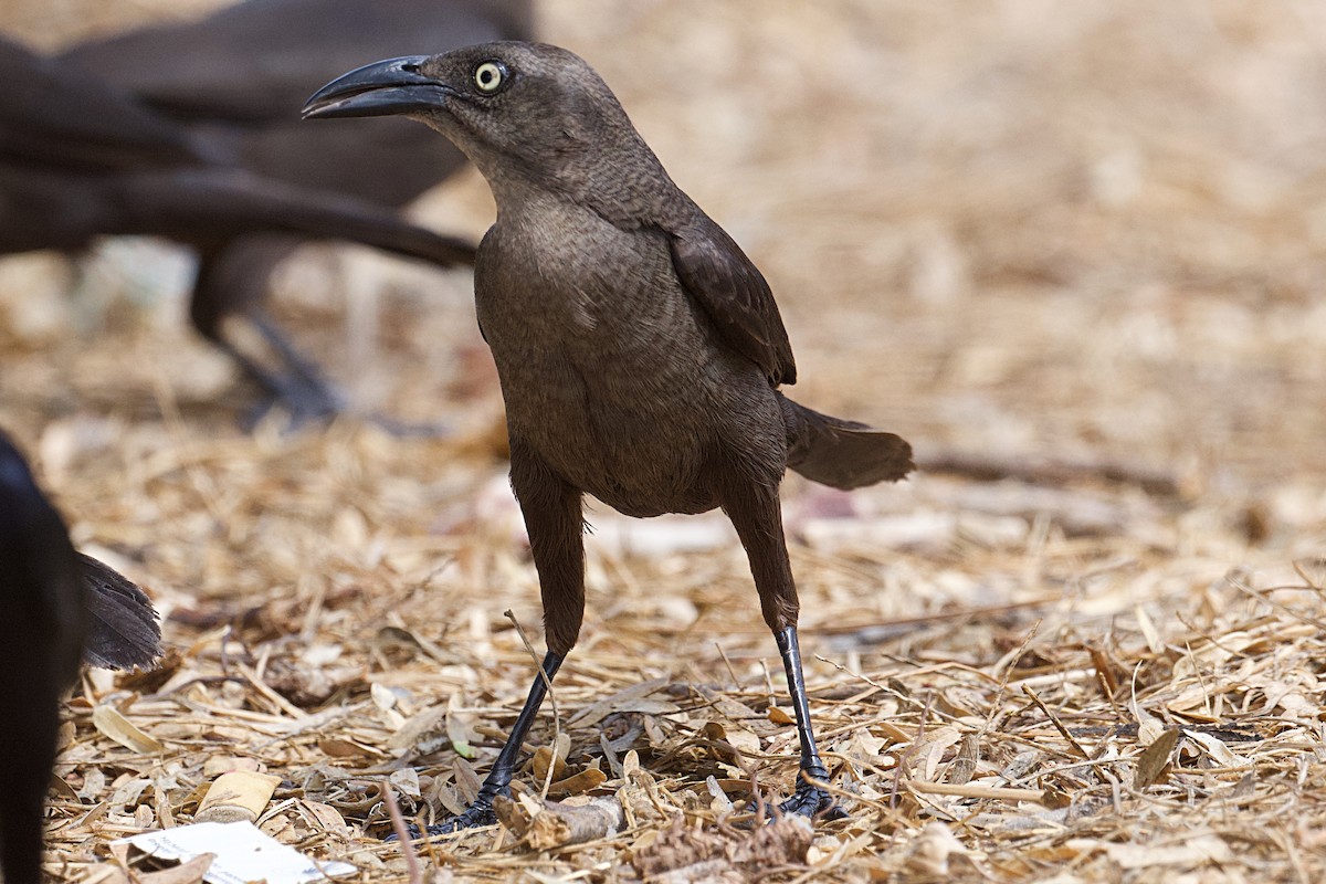 Carib Grackle - ML618531076