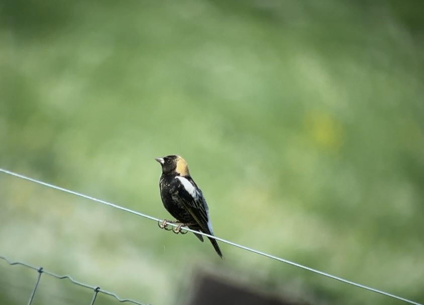 bobolink americký - ML618531085