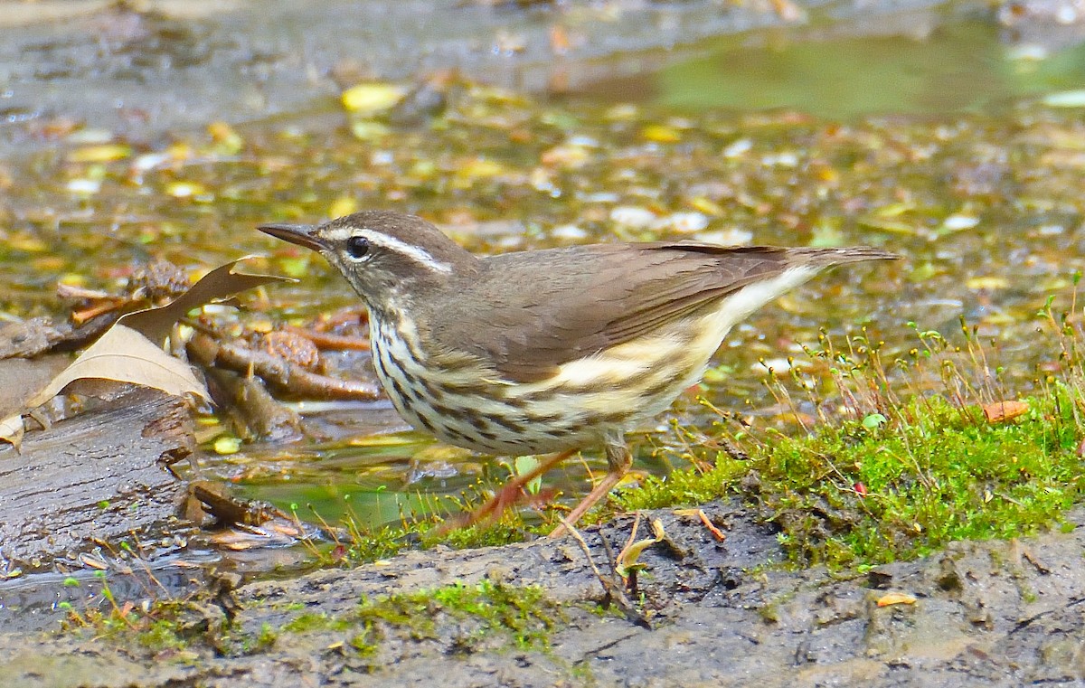 Louisiana Waterthrush - ML618531088