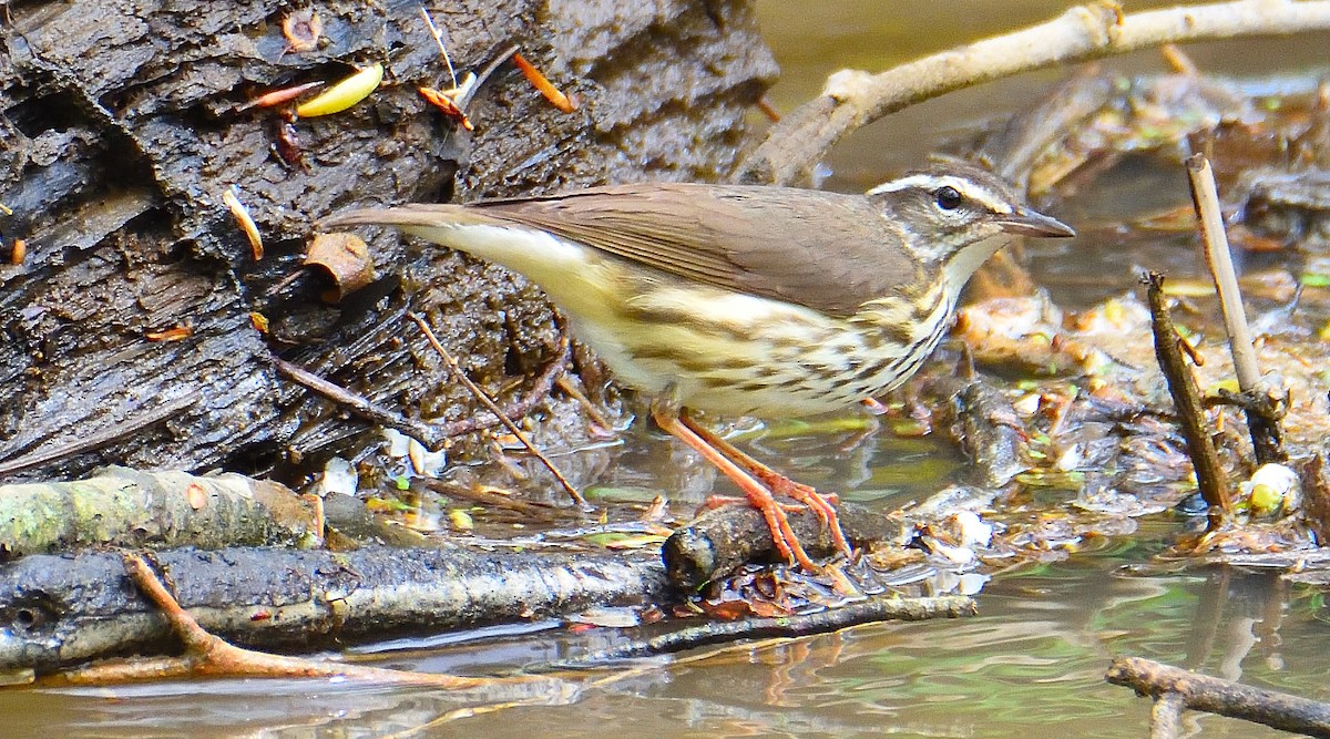 Louisiana Waterthrush - ML618531105