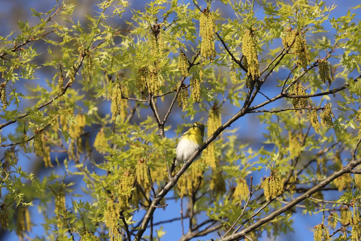 Yellow-throated Vireo - ML618531121