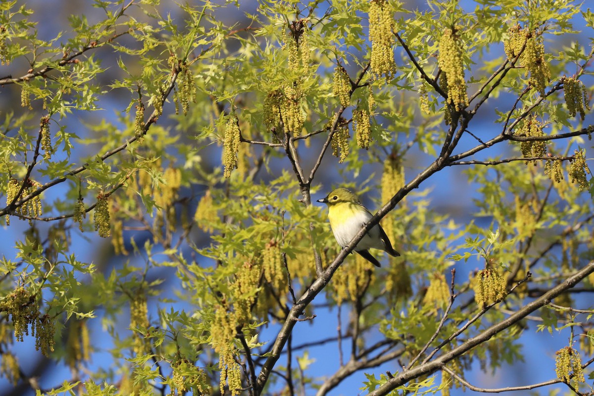 Yellow-throated Vireo - ML618531123