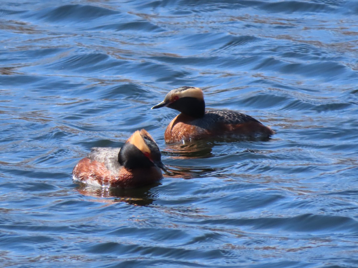 Horned Grebe - Kerry Hjertaas