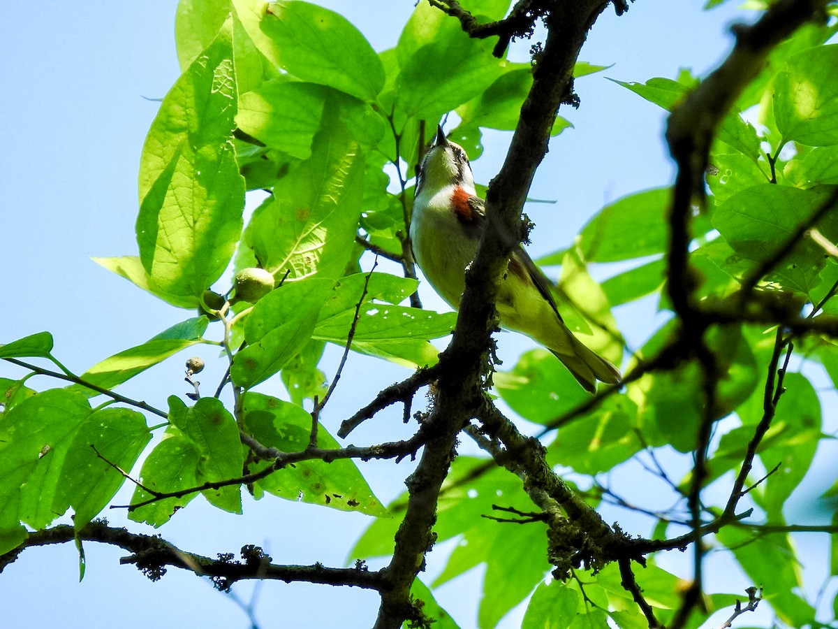 Chestnut-sided Warbler - Randy James