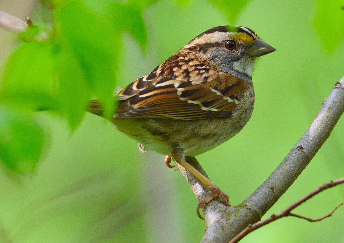 White-throated Sparrow - ML618531143